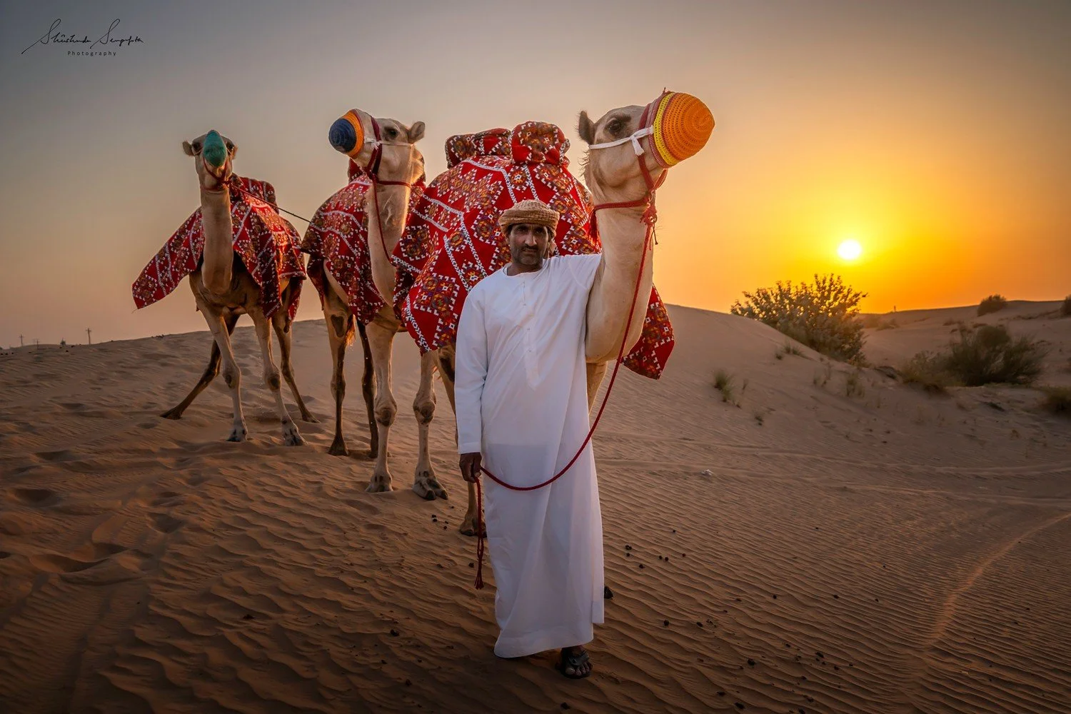 Camels in the UAE desert
