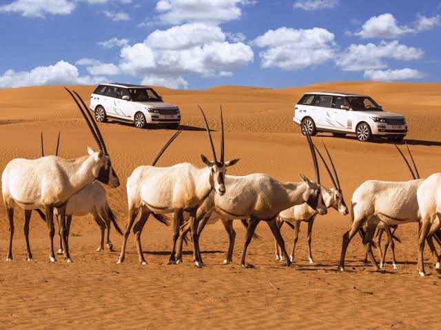 Desert experience in the UAE