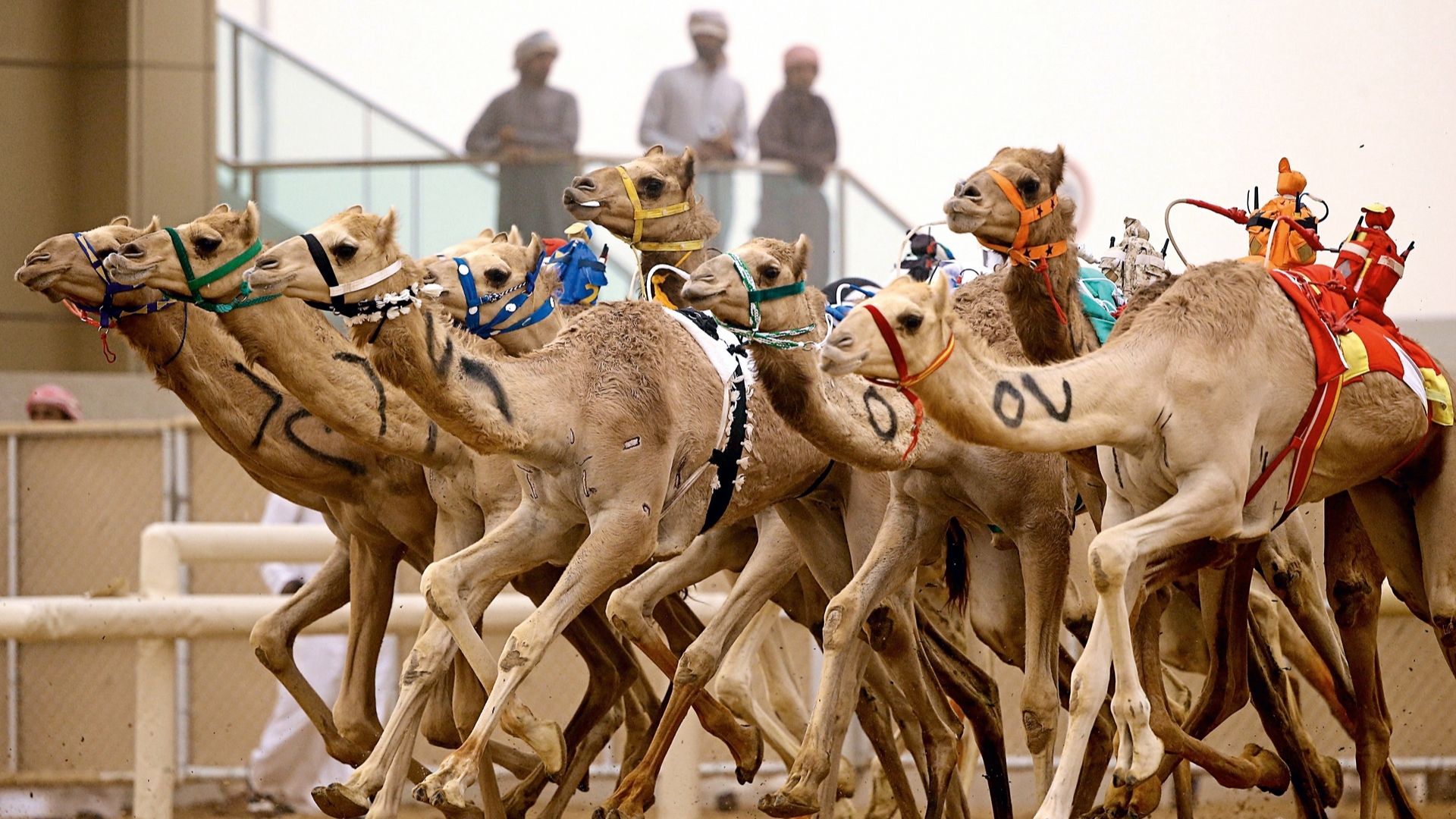 Royal camel racing in the UAE