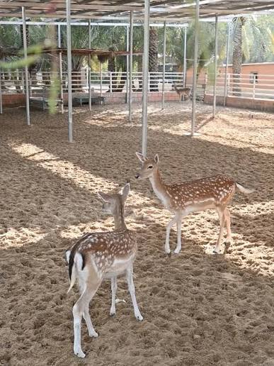 Wadi Al Amardi Farm in Dubai